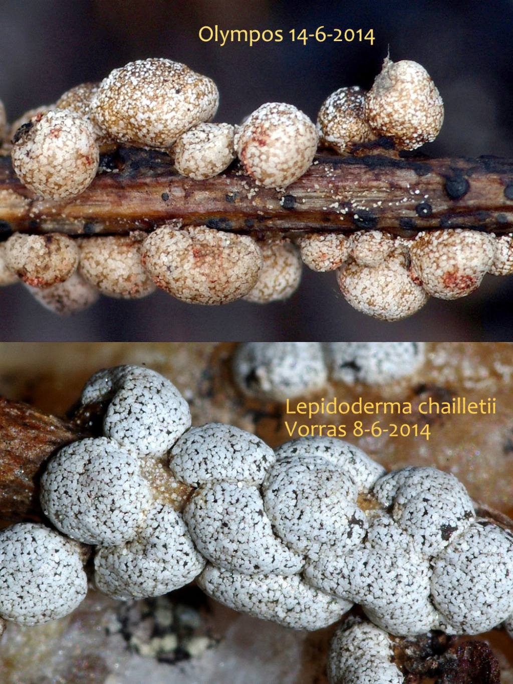 Sconosciuto myxo nivicolous da Olympos